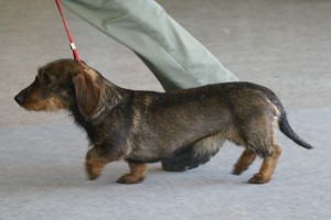 Alice z Posluchovských strání