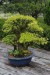 Kyoto botanical garden - bonsai 3